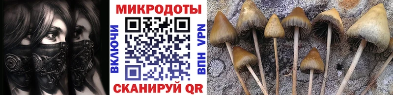 kraken ТОР  Октябрьский  Галлюциногенные грибы Cubensis 